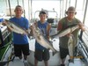 (08/11/2016) - Nice Striped Bass